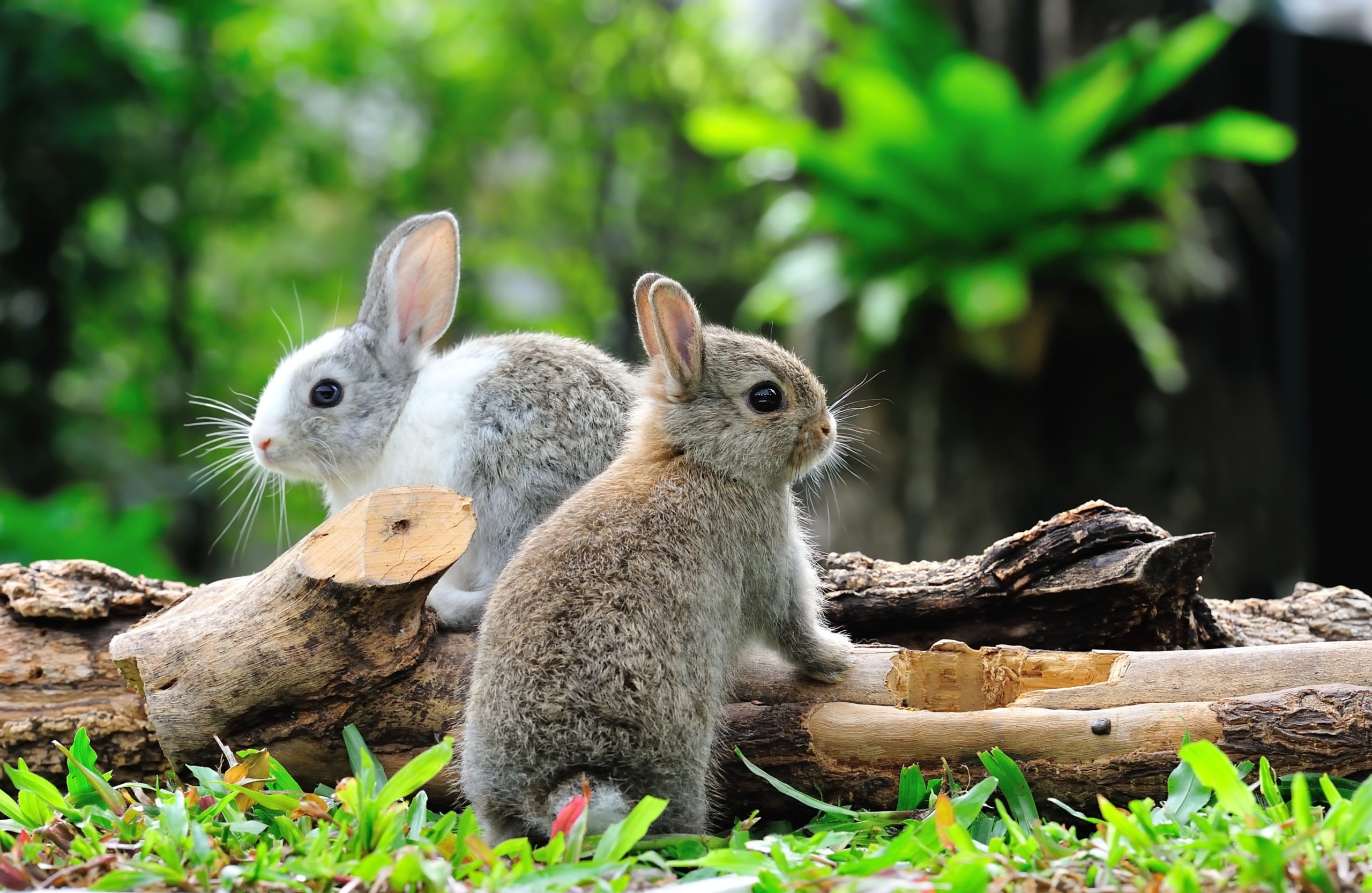 two bunny rabbits on a log in the garden